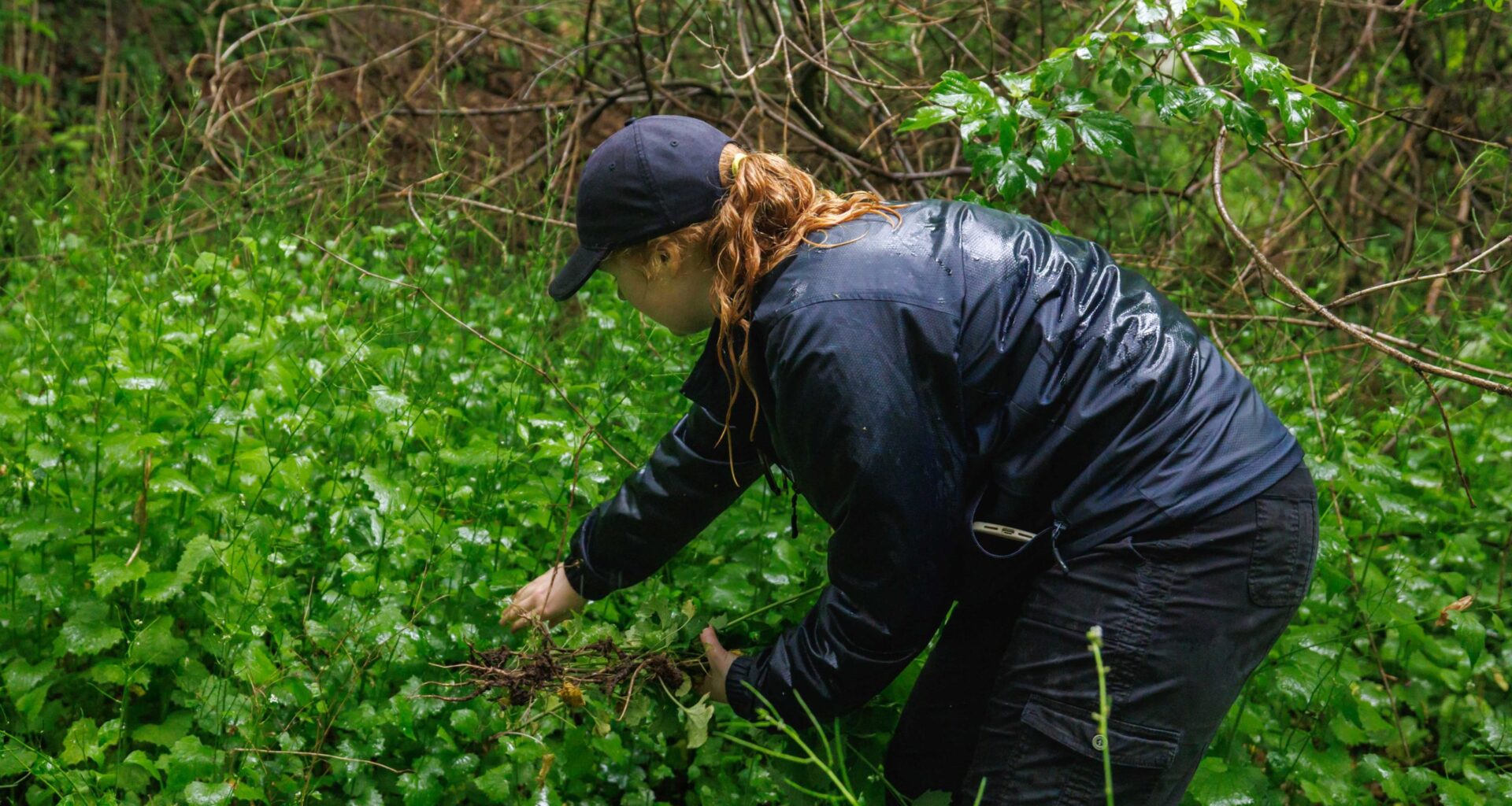 Mississauga leads the way in invasive species management – City of Mississauga