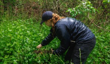 Mississauga leads the way in invasive species management – City of Mississauga
