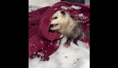 trapped opossum freed from trap in mississauga.