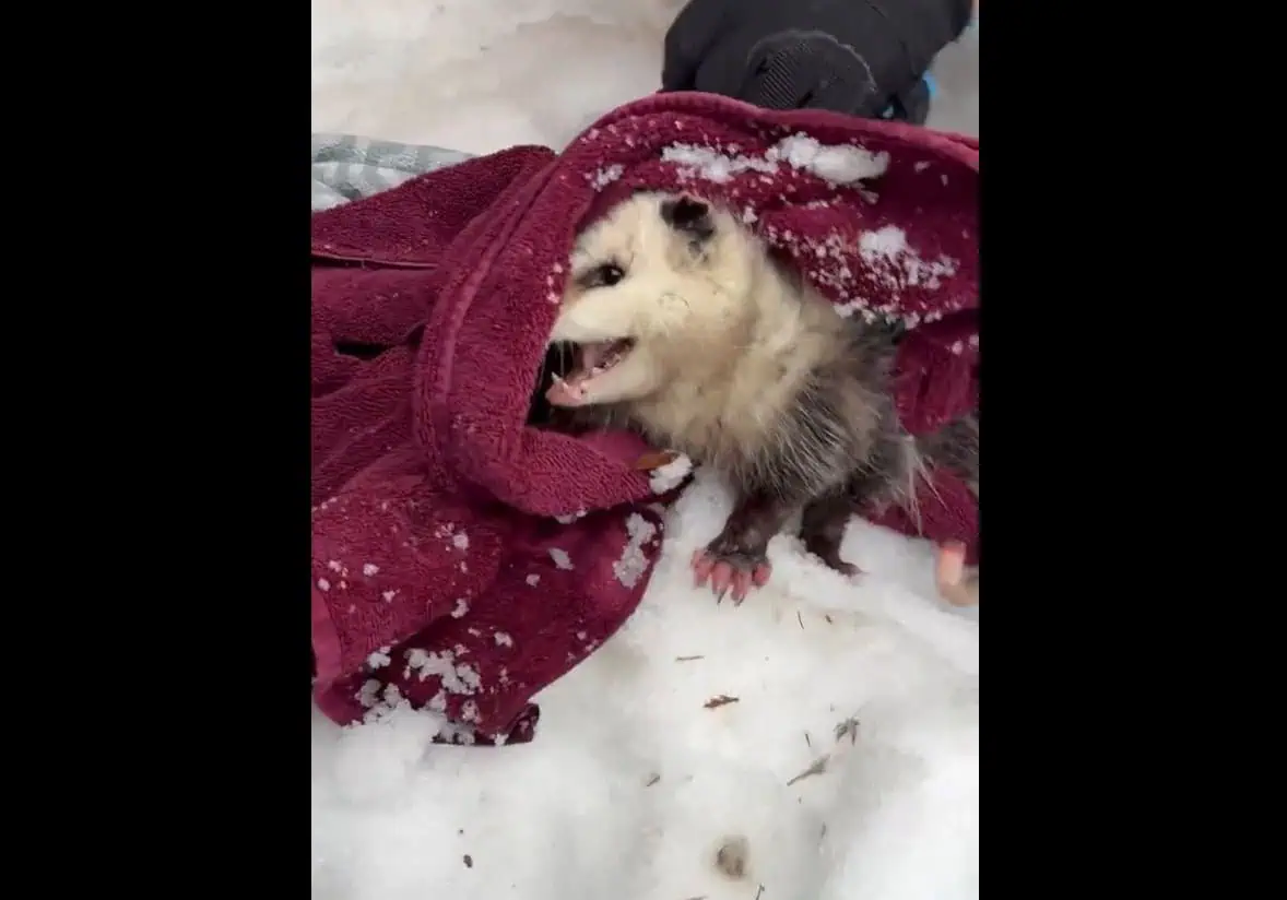 trapped opossum freed from trap in mississauga.