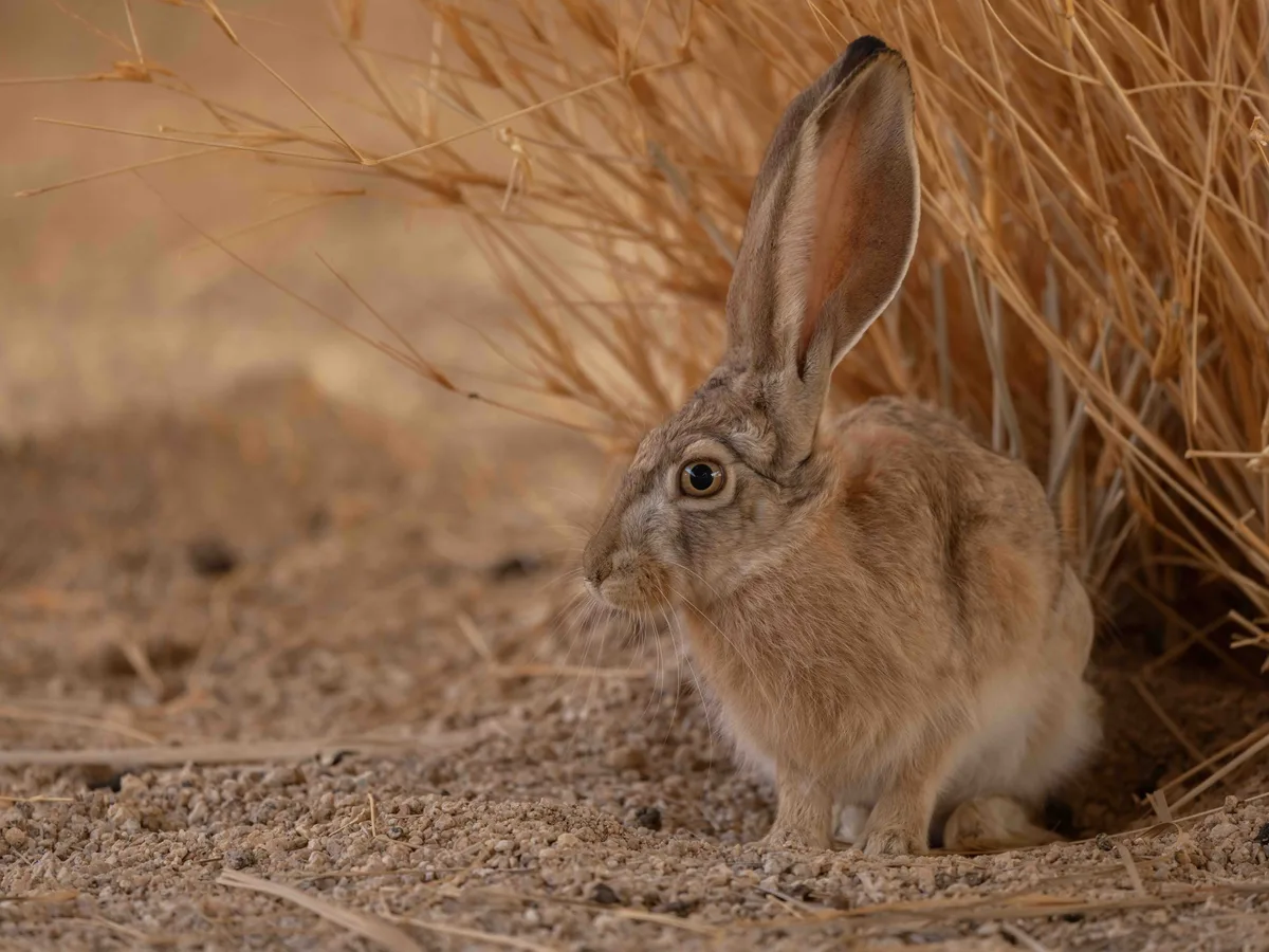 Arabian hare