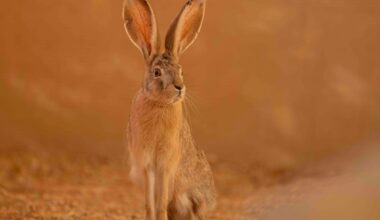 Arabian hare