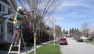 Surrey urges residents to avoid pruning City trees and heavy fines