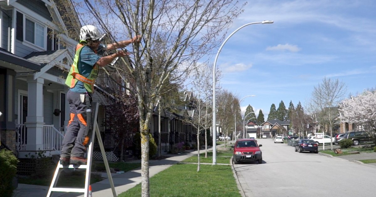 Surrey urges residents to avoid pruning City trees and heavy fines