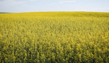 China suspends some agricultural tariffs on Canada