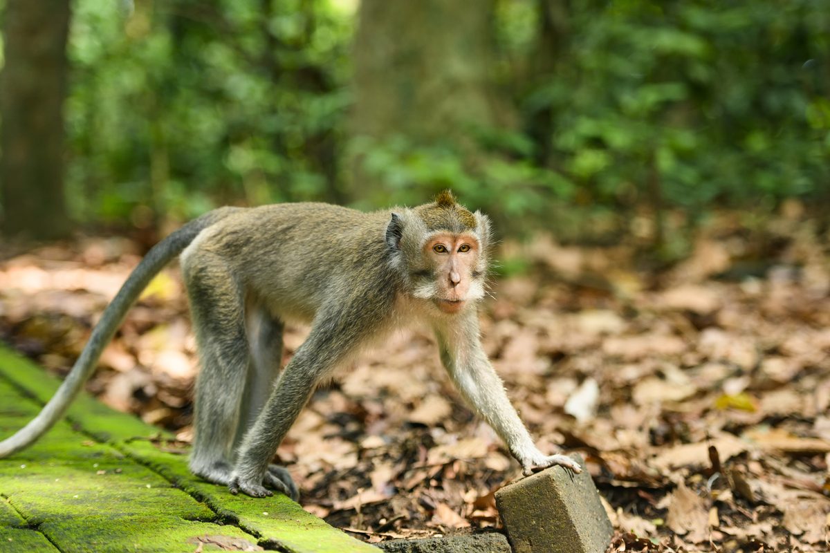 A long-tailed macaque is walking on a footpath in the Ubud Monkey Forest. The Ubud Monkey Forest is the sanctuary and natural habitat of the Balinese long-tailed Monkey. Ubud, Bali, Indonesia.