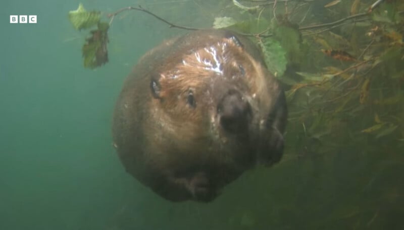A beaver swims underwater near green plants, facing the camera. The BBC logo is visible in the top left corner.