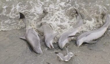 Bottlenose dolphins beaching
