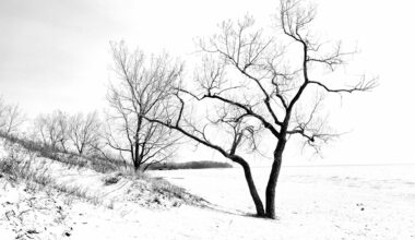 Stark black and white silhouette of early spring trees on the beach along this other-worldly beach on Lake Ontario.