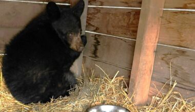 ‘Filled his belly’: Northern Alberta woman recalls finding underweight bear cub in backyard deck box - CTV News