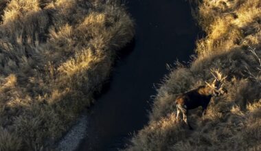 A moose is photographed from above while grazing near a river.