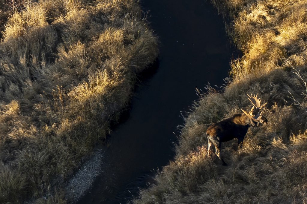 A moose is photographed from above while grazing near a river.