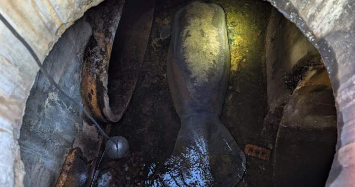 410-pound manatee rescued after getting trapped in Florida storm drain - National