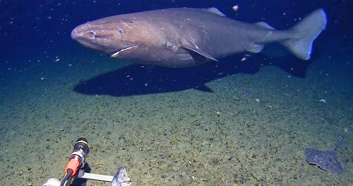Shark caught on camera for 1st time in waters of Antarctica - National