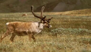 Province Conducting Caribou Surveys on Parts of Island