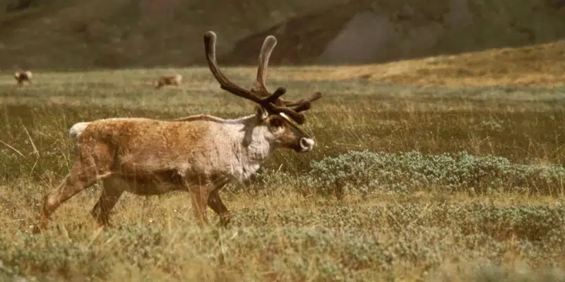 Province Conducting Caribou Surveys on Parts of Island