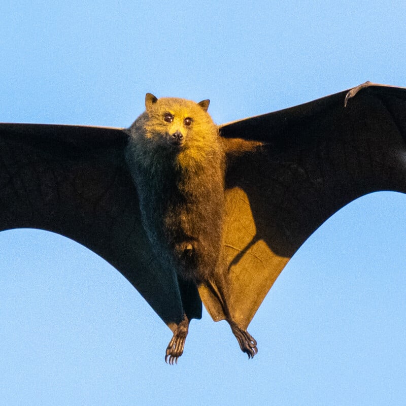 A close-up photo of a flying bat with outstretched wings, golden-brown fur, and a clear blue sky in the background.