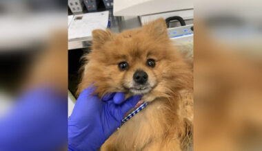 Pomeranian abandoned at Calgary soccer club