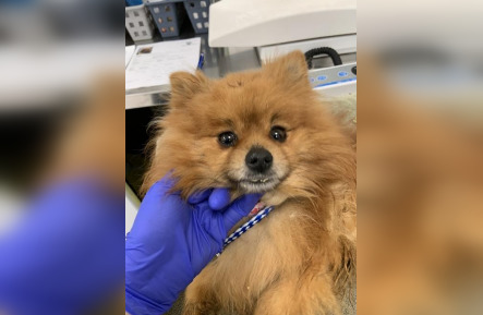 Pomeranian abandoned at Calgary soccer club