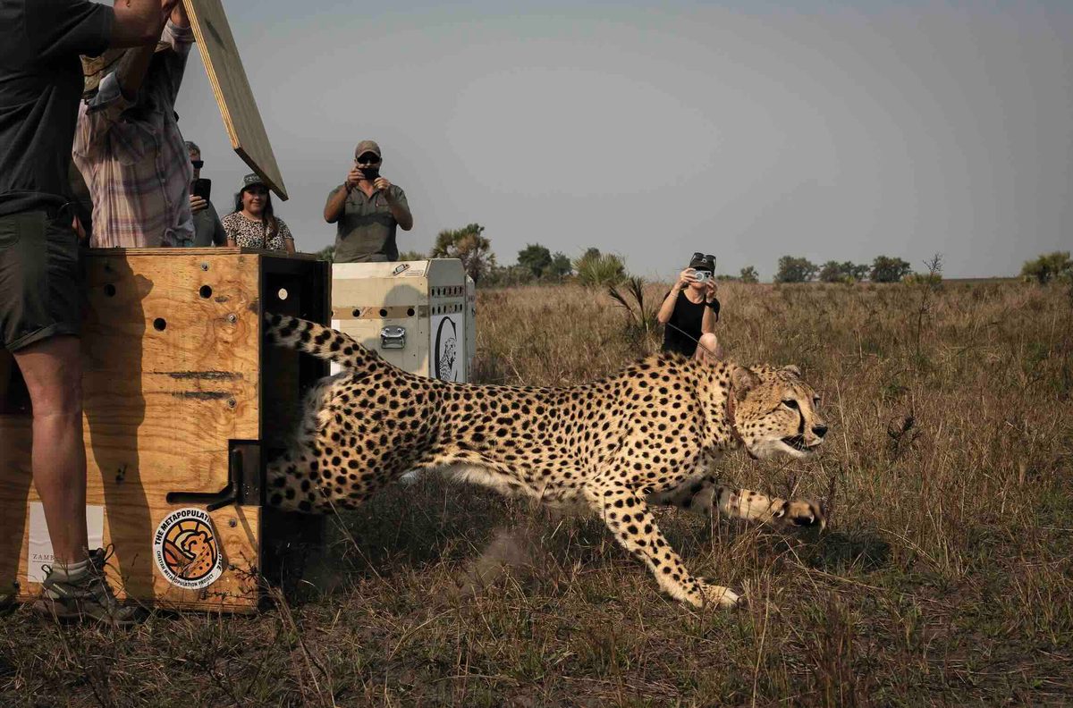 Conservationists releasing a cheetah