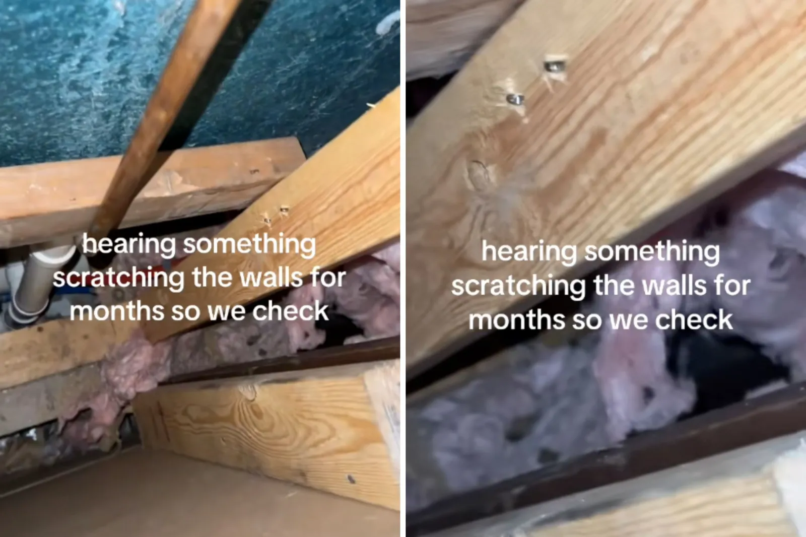 Couple searches for raccoon