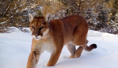 Cougar in Yellowstone