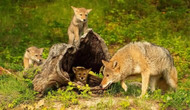 coyote mating season in mississauga.