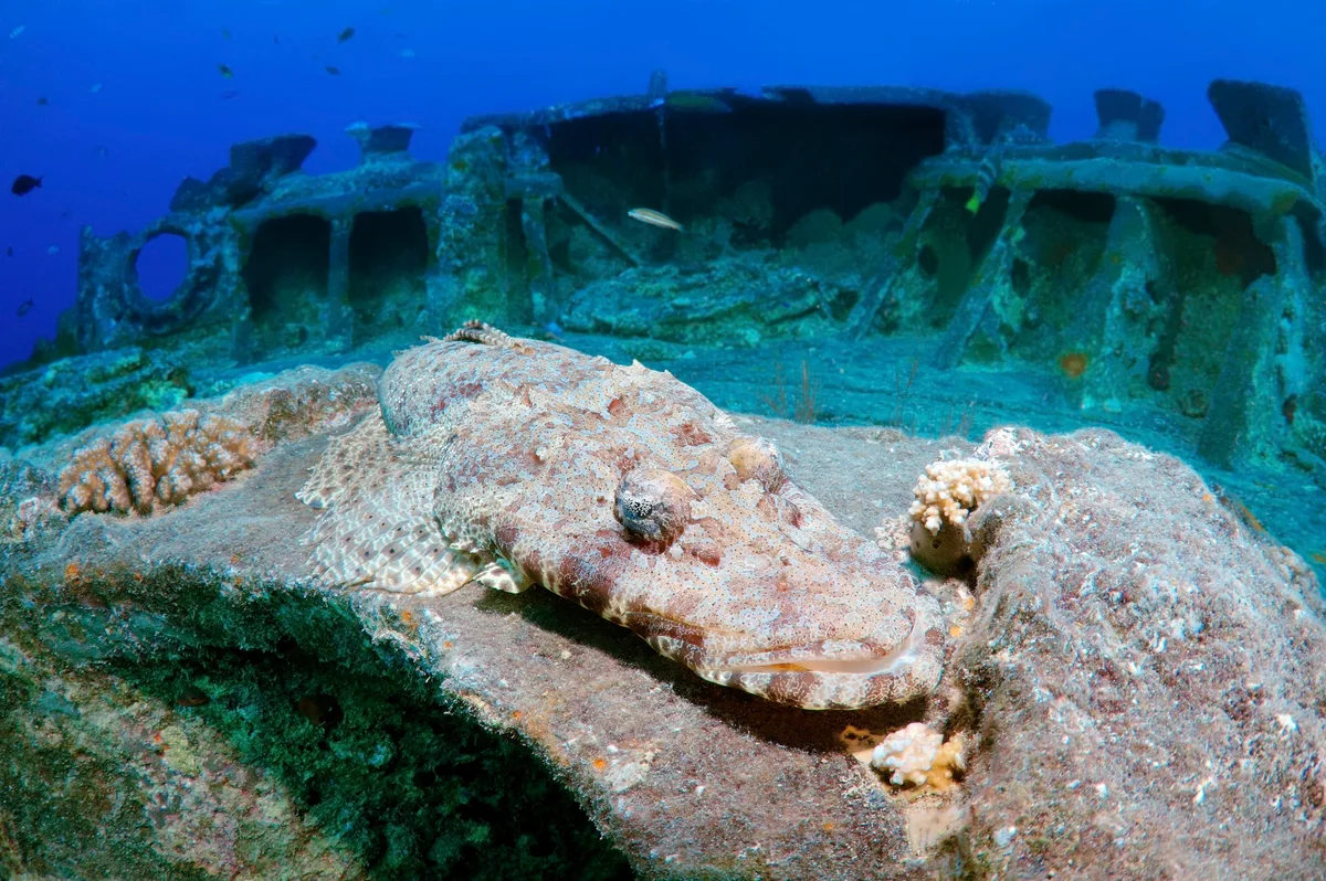 Tentacled flathead or Crocodilefish at Thistlegorm