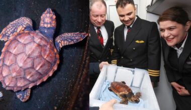 Airline Welcomes VIP Endangered Turtle Who Needed Hospital After it was Blown Off Course By Powerful Winter Storm