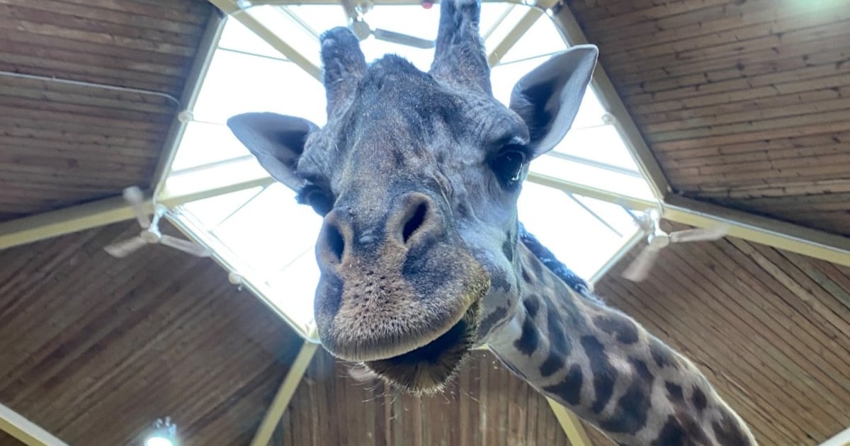 Toronto Zoo giraffe: Cause of death revealed