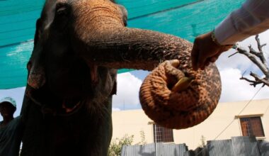 The secret to an elephant’s grace? Whiskers - CTV News