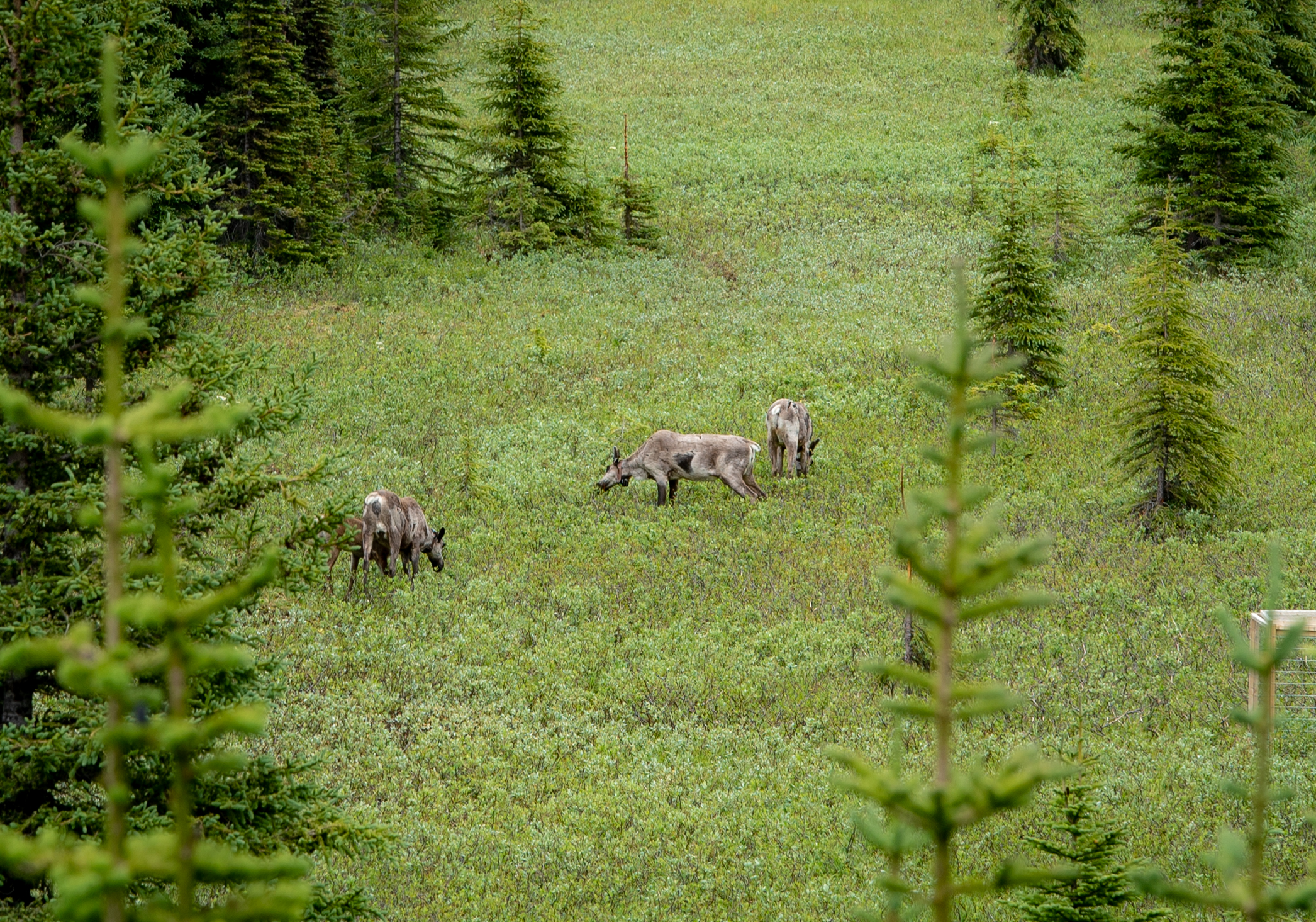 An aerial view of caribou in an open meadow surrounded by trees