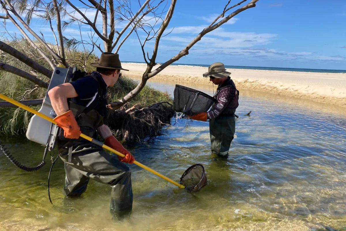 Dr Luke Carpenter-Bundhoo and Joshua Whiley sampling creek on K’gari