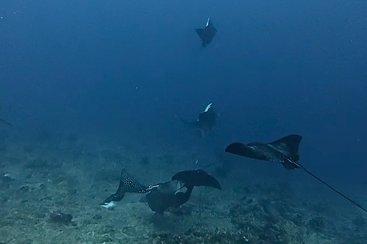 Eagle ray
