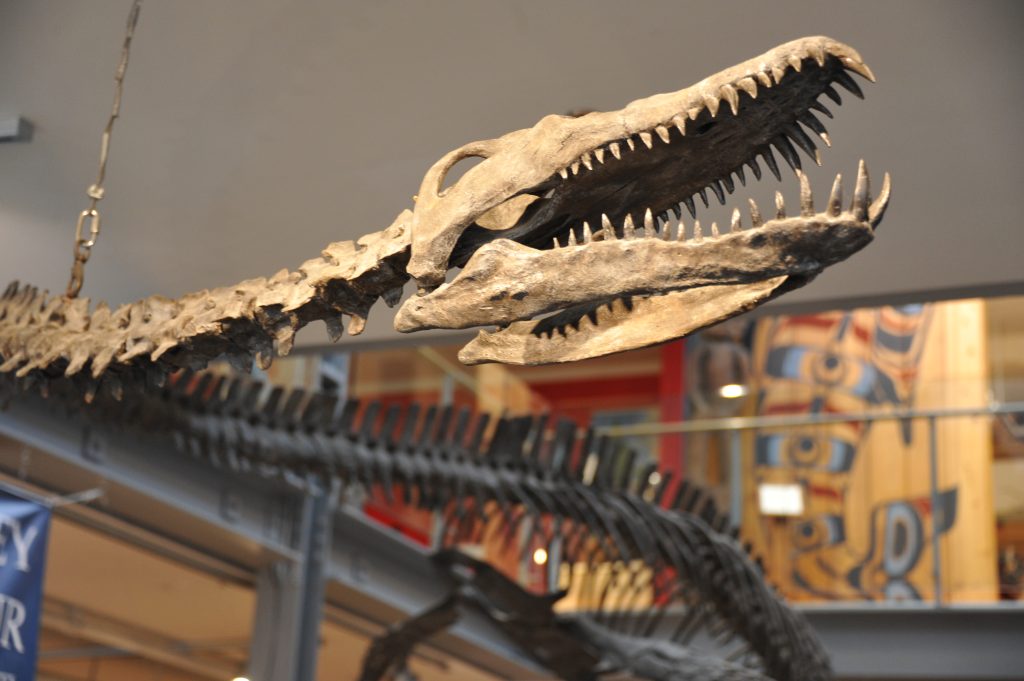 The skull of a replica dinosaur fossil in a Comox Valley museum