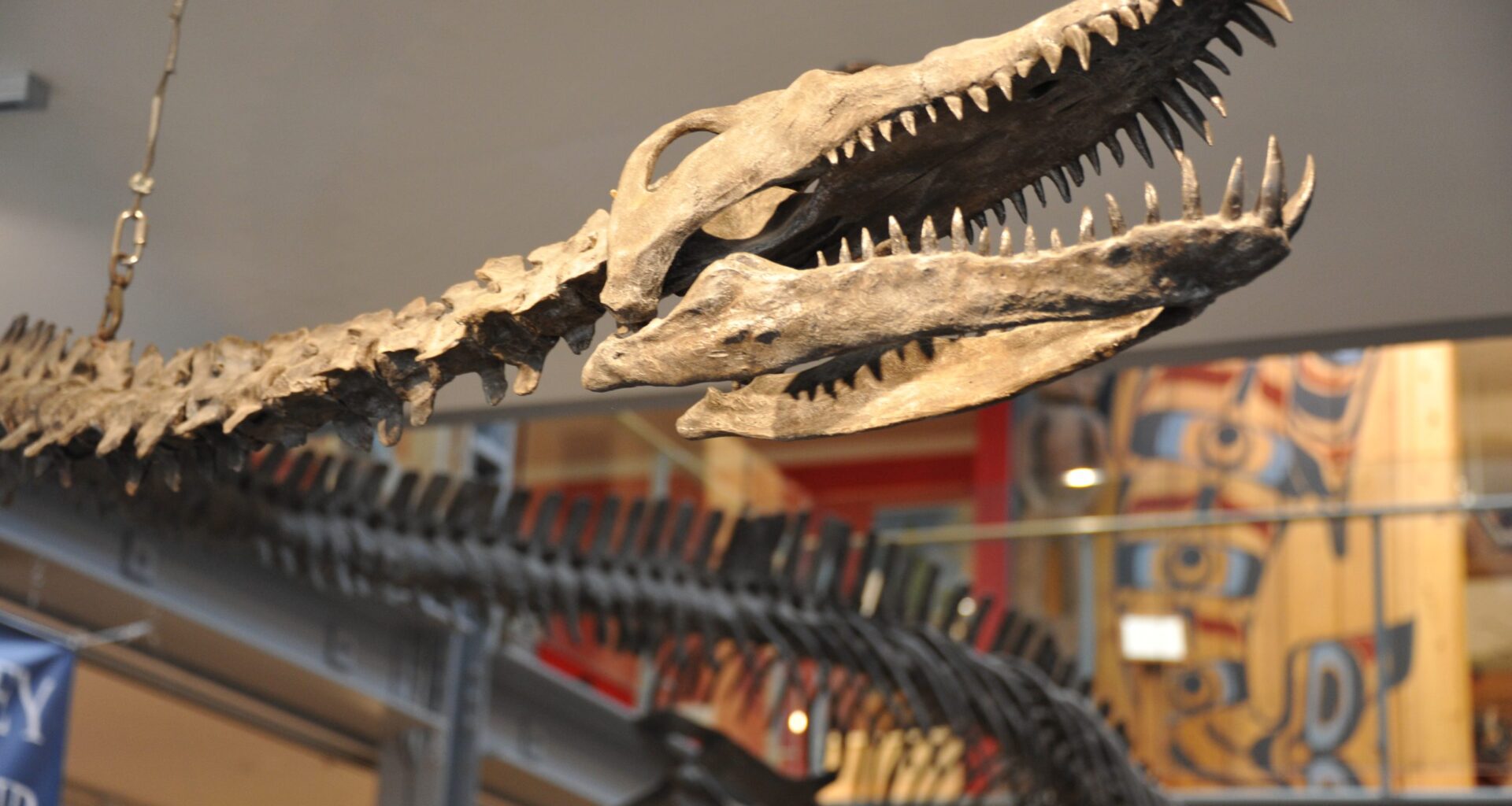 This Comox Valley fossil discovery forever changed paleontology in B.C. – The Discourse.