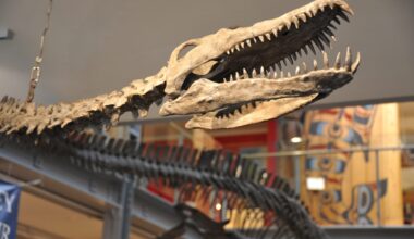 This Comox Valley fossil discovery forever changed paleontology in B.C. – The Discourse.