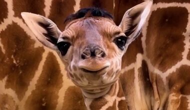 Newborn Giraffe With Distinctive Hair-do is Charming Visitors to Ohio Zoo–And They Gave Him the Perfect Name