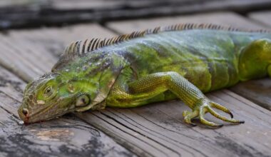 Iguanas fall from trees in Florida as icy weather bites southern U.S. - CTV News