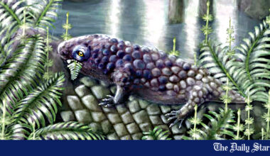 Canadian fossil reveals one of the first plant-eating animals