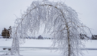 Tomorrow's Weather Winnipeg (Mar 01): Frigid Cold, Clear Skies