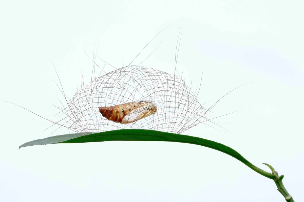 GOLD Minghui Yuan_Home on the leaves