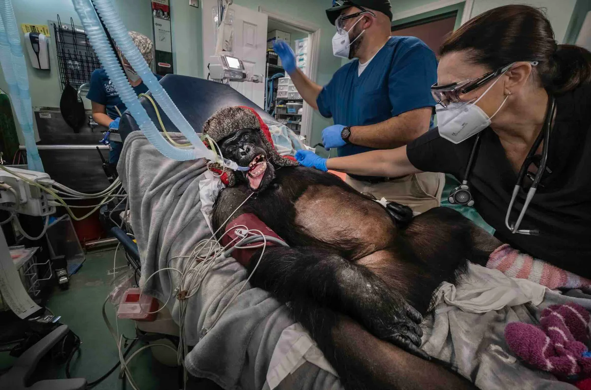 GOLD Alain Schroeder_Chimp Paradise 30