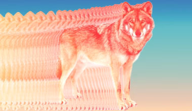 Opinion | A wolf in Los Angeles County shows conservation has promise and peril