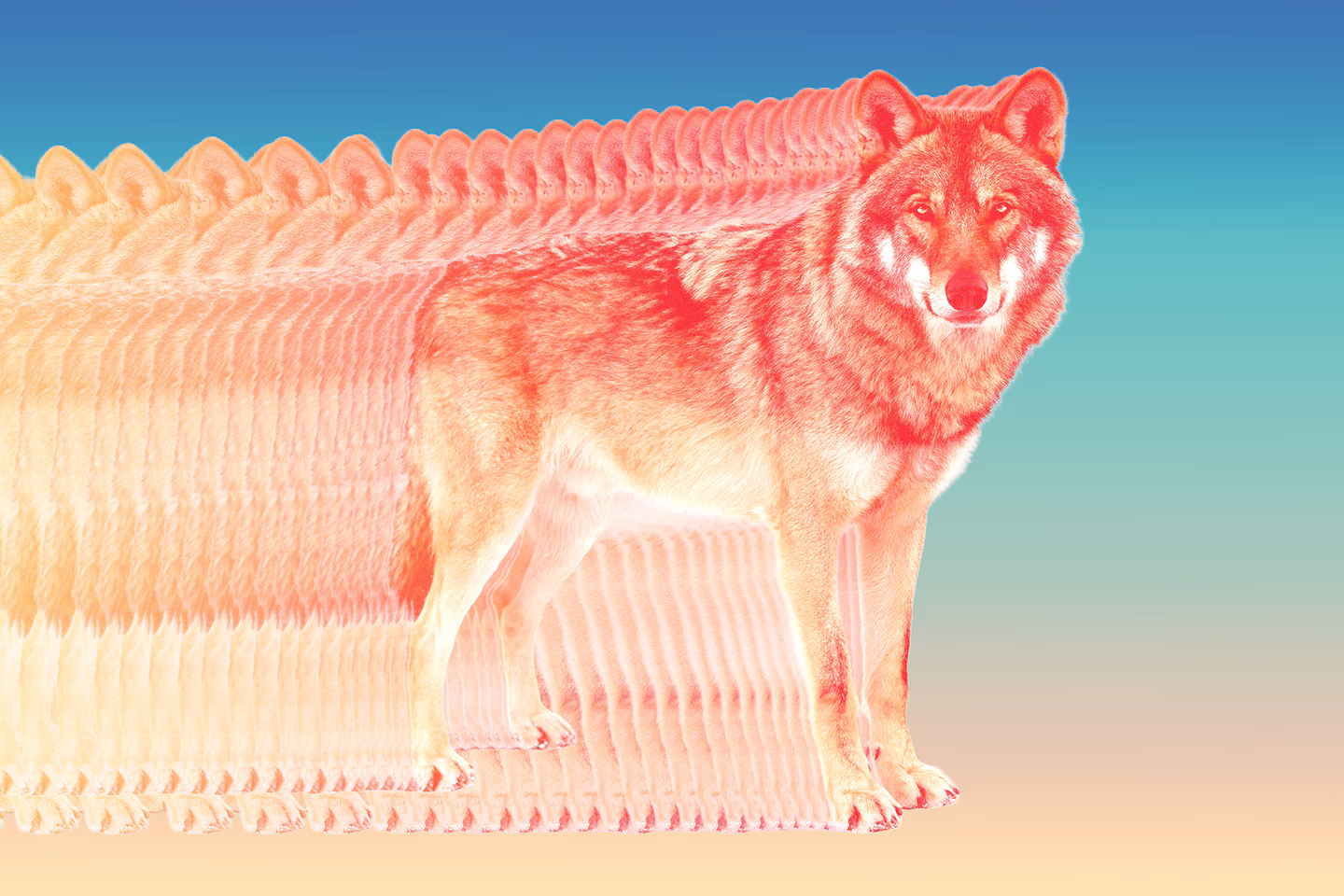 Opinion | A wolf in Los Angeles County shows conservation has promise and peril