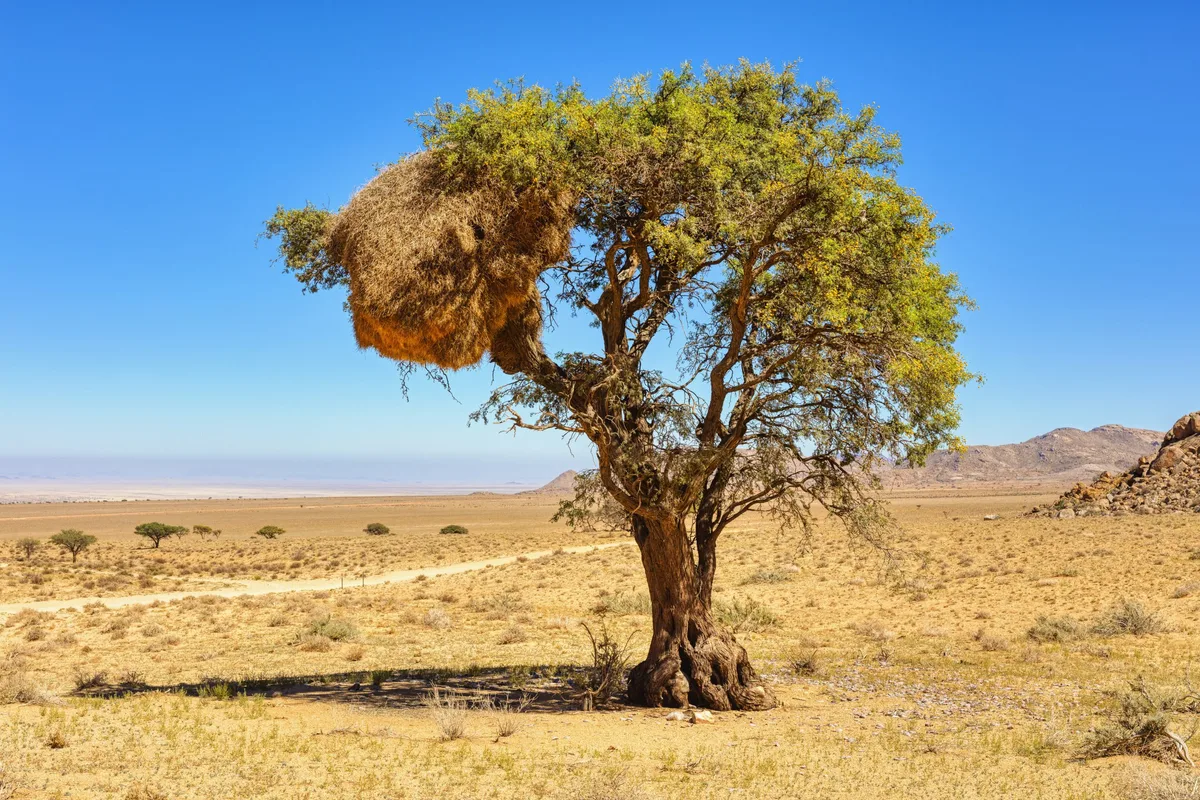 Social Weaver nest in a tree canopy