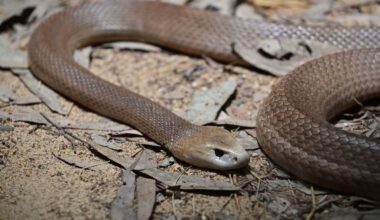 Deadly Snake Slithers Through Crowd at Golf Tournament (Video)