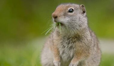 Emergency pesticide use for surging gopher population across the Prairies rejected