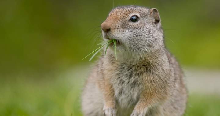 Emergency pesticide use for surging gopher population across the Prairies rejected