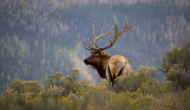 Elk Spotted Wearing Remains of Mountain Lion on Its Antlers